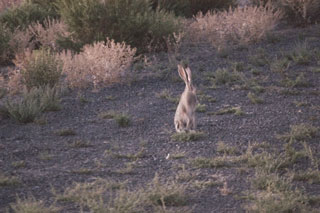 Desert jack rabbit